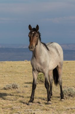 Colorado yüksek çölde vahşi güzel bir at