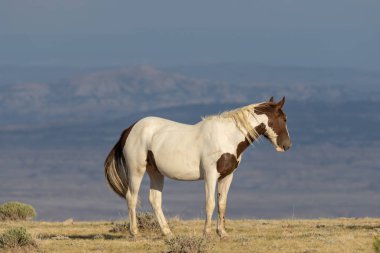 Colorado yüksek çölde vahşi güzel bir at