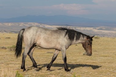 Colorado yüksek çölde vahşi güzel bir at