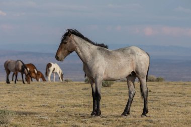 Colorado yüksek çölde vahşi güzel bir at