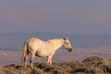 Colorado yüksek çölde vahşi güzel bir at