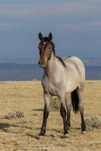 Beau Cheval Sauvage Dans Haut Désert Colorado — Photo