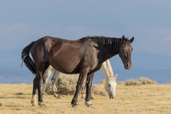 Piękny Koń Dzikiej Pustyni Wysokiej Colorado — Zdjęcie stockowe