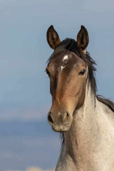 Beautiful Wild Horse Colorado High Desert — Stock Photo, Image