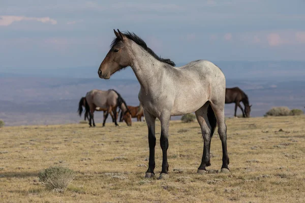 Hermoso Caballo Salvaje Desierto Colorado — Foto de Stock