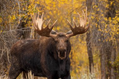 a bull shiras moose in autumn in Wyoming clipart