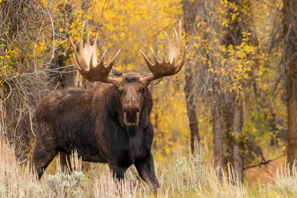 Toro Shiras Alce Otoño Wyoming —  Fotos de Stock