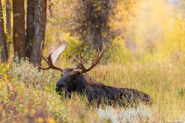 Toro Shiras Alce Otoño Wyoming —  Fotos de Stock