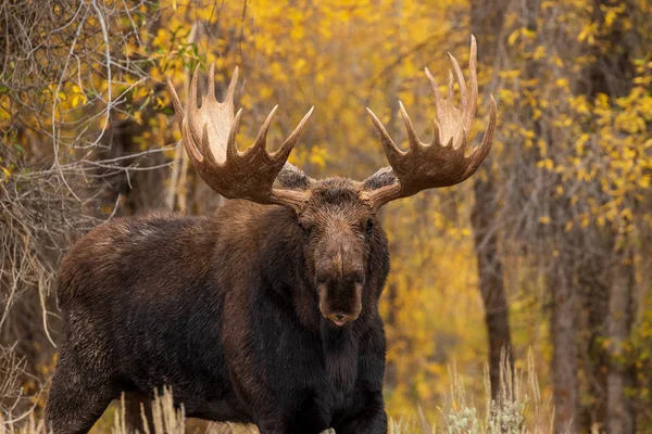 Ταύρος Άλκες Σιηράζ Φθινόπωρο Του Wyoming — Φωτογραφία Αρχείου