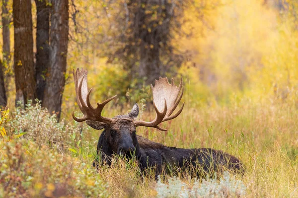 Een Stier Shiras Moose Het Najaar Wyoming — Stockfoto