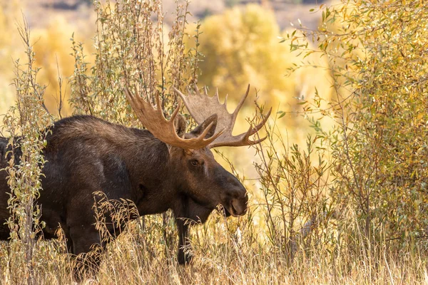 Bull Shiras Moose Autumn Wyoming — Stock Photo, Image