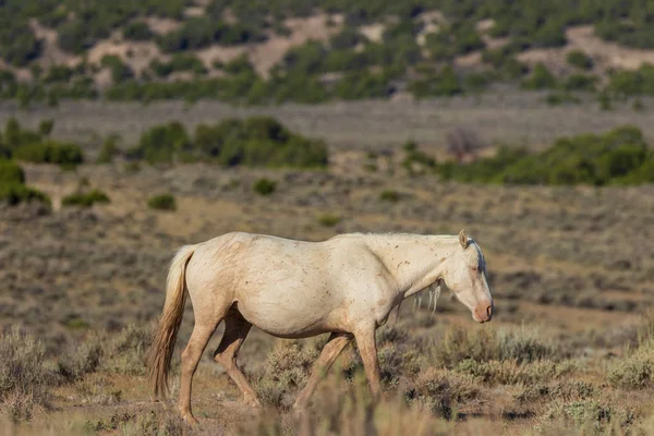 Ein Wildes Pferd Der Hohen Wüste Des Sandwaschbeckens Colorado Sommer — Stockfoto