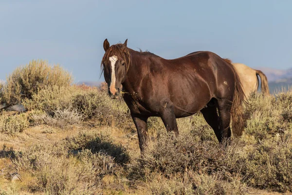 Caballo Salvaje Alto Desierto Cuenca Arena Colorado Verano — Foto de Stock