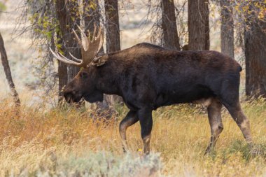 Wyoming 'deki sonbahar monotonluğu sırasında bir boğa shiras geyiği