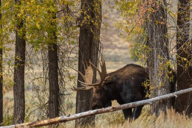 Wyoming 'deki sonbahar monotonluğu sırasında bir boğa shiras geyiği