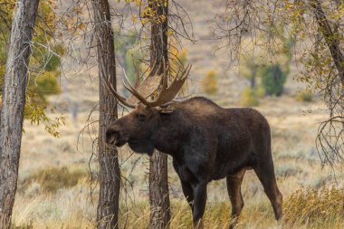 Wyoming 'deki sonbahar monotonluğu sırasında bir boğa shiras geyiği