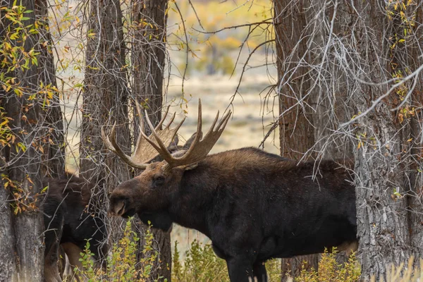 Toro Shiras Alce Durante Caída Rut Wyoming — Foto de Stock