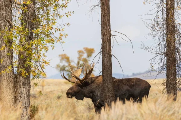 Een Stier Shiras Eland Tijdens Herfst Bronst Wyoming — Stockfoto