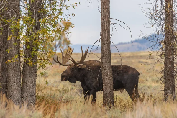 Alce Shiras Touro Durante Rotina Outono Wyoming — Fotografia de Stock