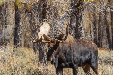 Wyoming düşme rut sırasında shiras boğa geyik