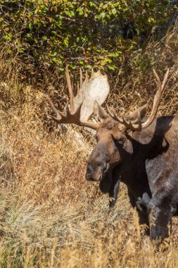 Wyoming düşme rut sırasında shiras boğa geyik