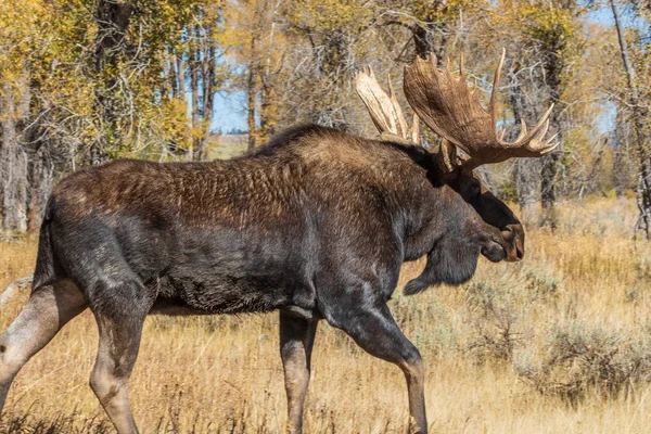 Alce Toro Shiras Durante Rutina Otoño Wyoming —  Fotos de Stock