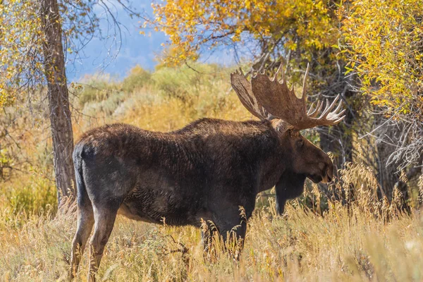 Een Shiras Stier Eland Tijdens Val Sleur Wyoming — Stockfoto