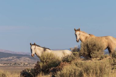 Yaz aylarında kum lavabo Colorado yüksek çölde vahşi atlar