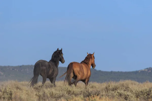 Wild Horses High Desert Sand Wash Basin Colorado Summer — Stock Photo, Image