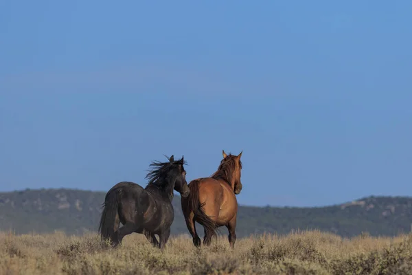 Wild Horses High Desert Sand Wash Basin Colorado Summer — Stock Photo, Image