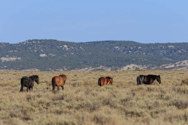 Cavalos Selvagens Deserto Alto Bacia Lavagem Areia Colorado Verão — Fotografia de Stock