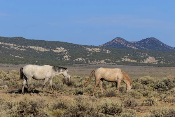 Divocí Koně Nekonečné Poušti Písku Umyvadlo Colorado Létě — Stock fotografie