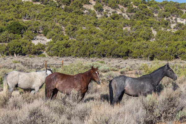 Wild Horses High Desert Sand Wash Basin Colorado Summer — Stock Photo, Image