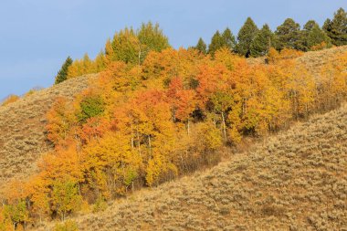 Grand Teton Ulusal Parkı Wyoming 'de manzaralı bir sonbahar manzarası.