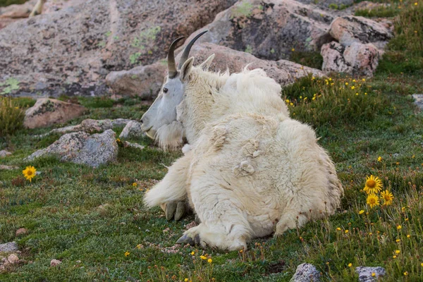 Una Hermosa Cabra Montaña Monte Evans Colorado Verano —  Fotos de Stock