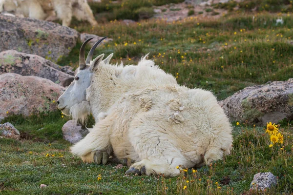 Mount Evans Colorado Nyáron Gyönyörű Hegyi Kecske — Stock Fotó