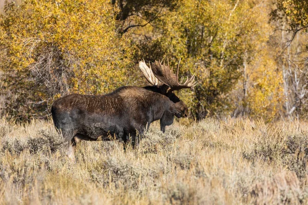 Ein Bulle Shiras Elch Während Der Fallgrube Wyoming — Stockfoto