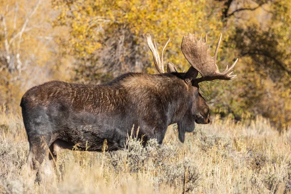 Bull Shiras Moose Fall Rut Wyoming — Stock Photo, Image