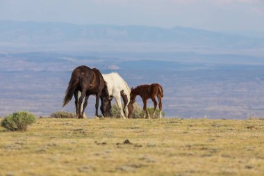 Yaz aylarında Colorado yüksek çölde vahşi atlar sürüsü