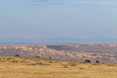 Yaz aylarında Colorado yüksek çölde vahşi atlar sürüsü