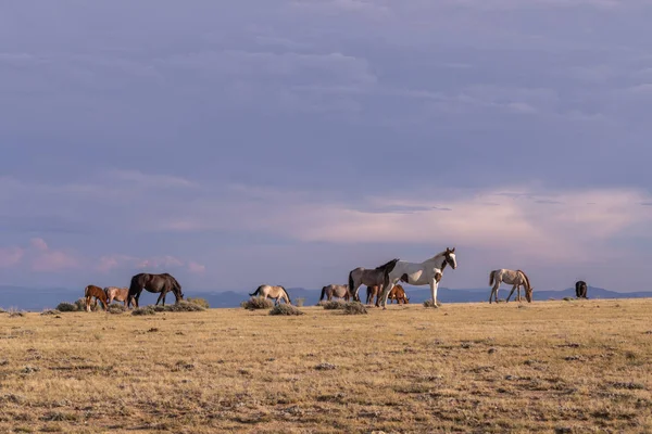 Ένα Κοπάδι Των Άγριων Αλόγων Στο Κολοράντο Έρημο Υψηλή Καλοκαίρι — Φωτογραφία Αρχείου
