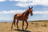 a vadon élő ló a Colorado magas sivatagban nyáron