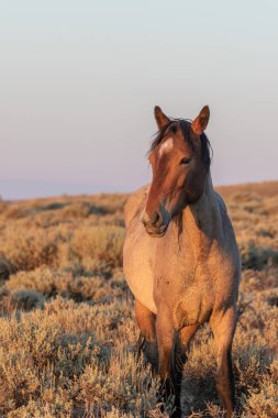 yaz yüksek çöl Colorado vahşi bir at