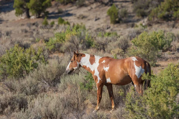 Caballo Salvaje Alto Desierto Colorado Verano — Foto de Stock