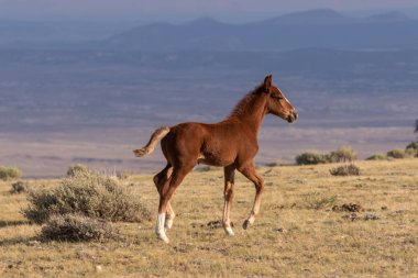 Yaz aylarında yüksek çölde bir sevimli vahşi at tayı