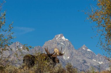 bir boğa shiras mus Tetons sonbahar dönemde sırasında