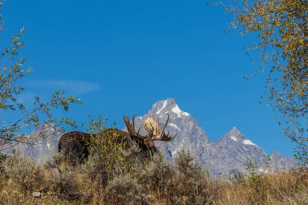 Alce Shiras Touro Durante Rotina Queda Nos Tetons — Fotografia de Stock