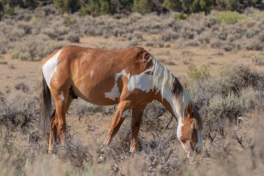 Yaz aylarında kum lavabo Colorado yüksek çölde vahşi güzel bir at