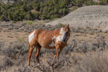 Yaz aylarında kum lavabo Colorado yüksek çölde vahşi güzel bir at