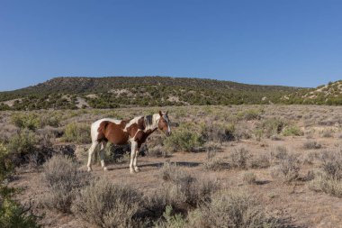 Yaz aylarında kum lavabo Colorado yüksek çölde vahşi güzel bir at
